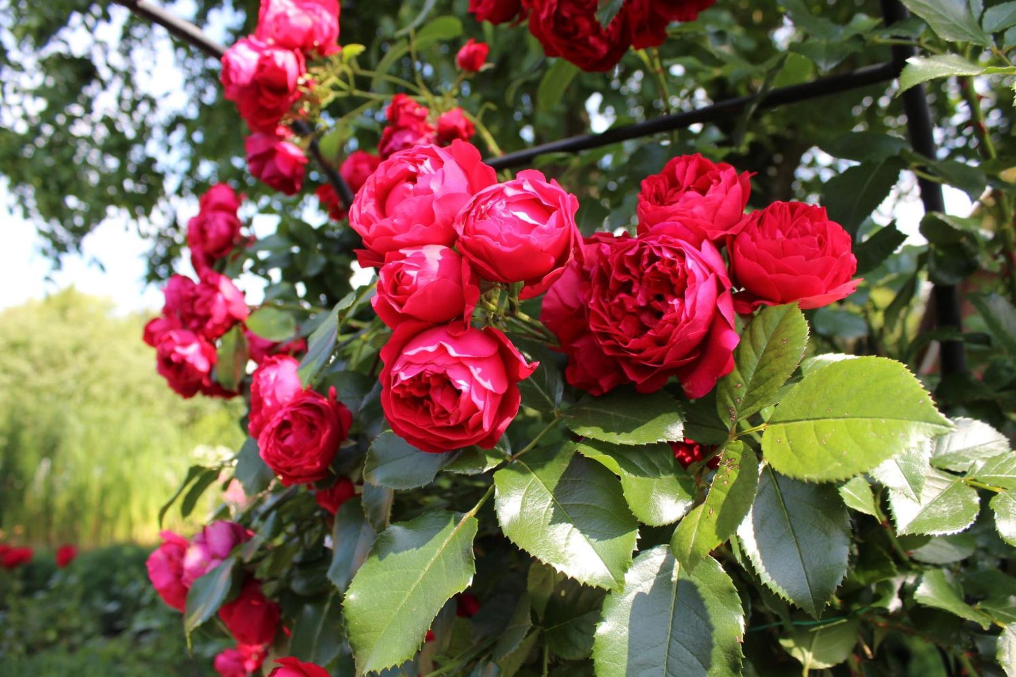 Appartamento "Rosenkate 1" Riepsdorf Esterno foto
